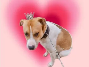 Cachorro raça SRD-ViraLata idade 7 a 11 meses nome Simon bb10meses lindo e bonzinho 
