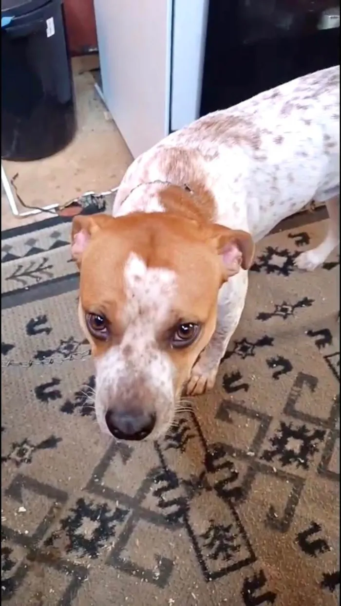 Cachorro ra a SRD-ViraLata idade 7 a 11 meses nome Billy bb10meses 