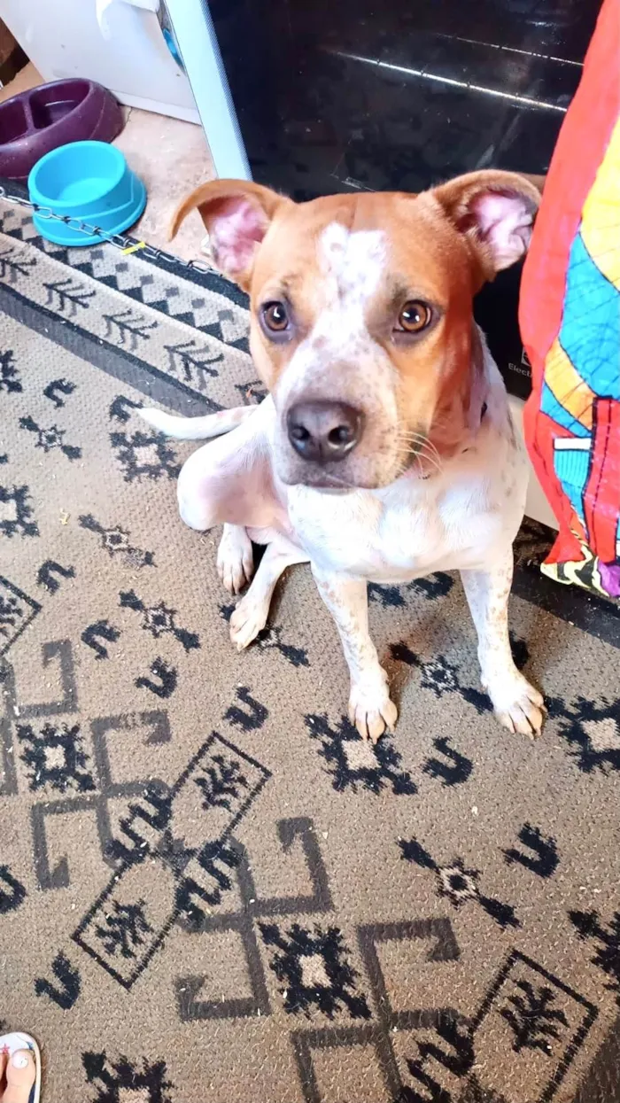 Cachorro ra a SRD-ViraLata idade 7 a 11 meses nome Billy bb10meses 