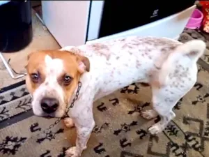 Cachorro raça SRD-ViraLata idade 7 a 11 meses nome Billy bb10meses 
