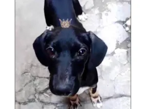 Cachorro raça SRD-ViraLata idade 2 a 6 meses nome Nutella 2meses mix salsicha 