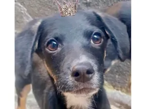 Cachorro raça SRD-ViraLata idade 2 a 6 meses nome Amélie 2meses mix Daschund salsicha 