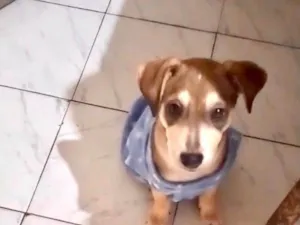 Cachorro raça SRD-ViraLata idade 2 a 6 meses nome Nino bb5meses porte Pequeno 