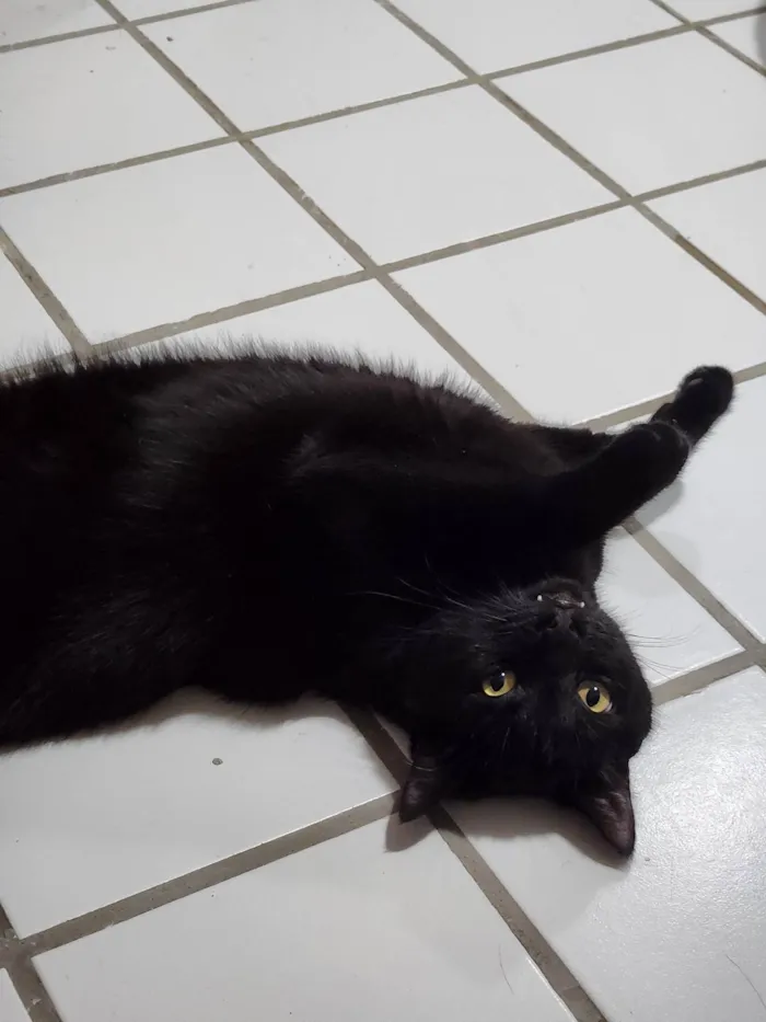 Gato ra a SRD-ViraLata idade 4 anos nome Zeca