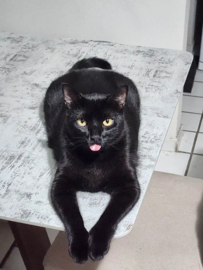 Gato ra a SRD-ViraLata idade 4 anos nome Zeca