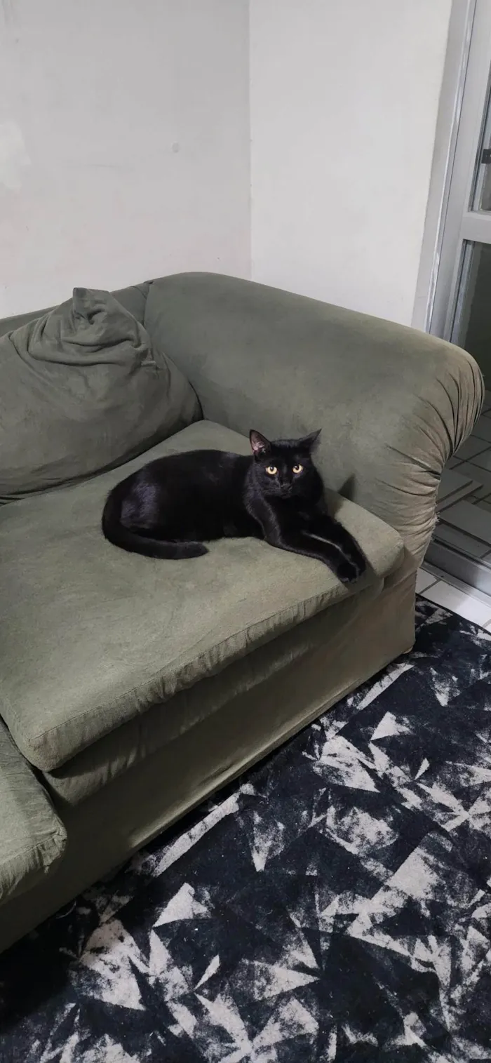 Gato ra a SRD-ViraLata idade 4 anos nome Zeca