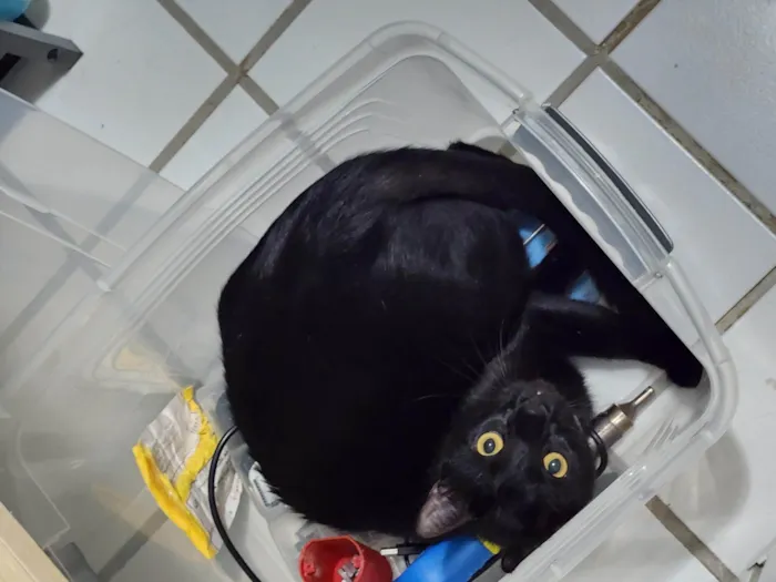 Gato ra a SRD-ViraLata idade 4 anos nome Zeca