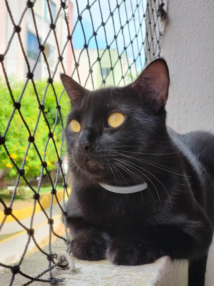 Gato ra a SRD-ViraLata idade 4 anos nome Zeca