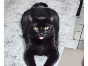 Gato raça SRD-ViraLata idade 4 anos nome Zeca