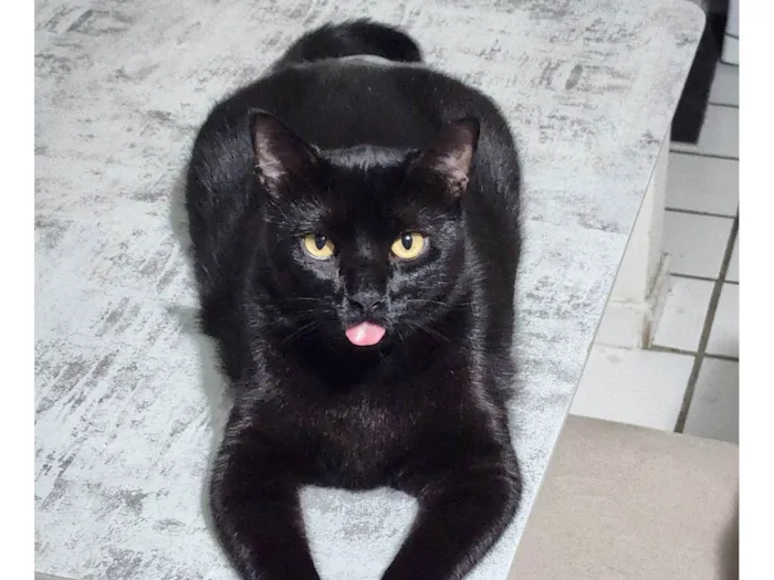 Gato ra a SRD-ViraLata idade 4 anos nome Zeca