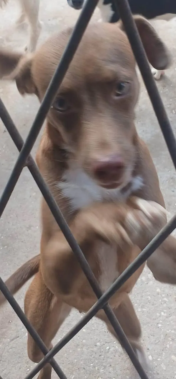 Cachorro ra a SRD-ViraLata idade 1 ano nome NALA