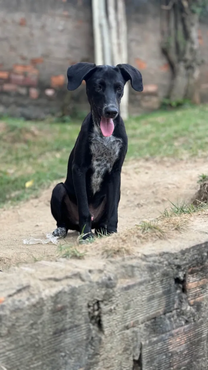 Cachorro ra a SRD-ViraLata idade 2 anos nome Oreo