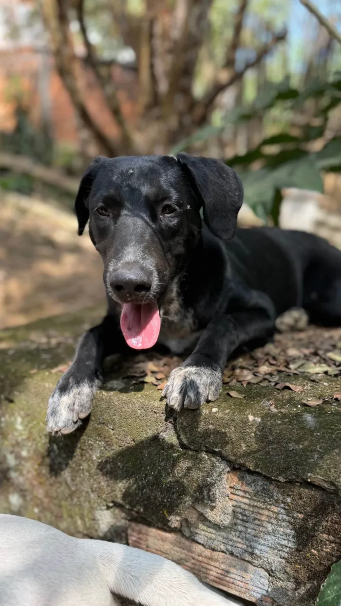 Cachorro ra a SRD-ViraLata idade 2 anos nome Oreo
