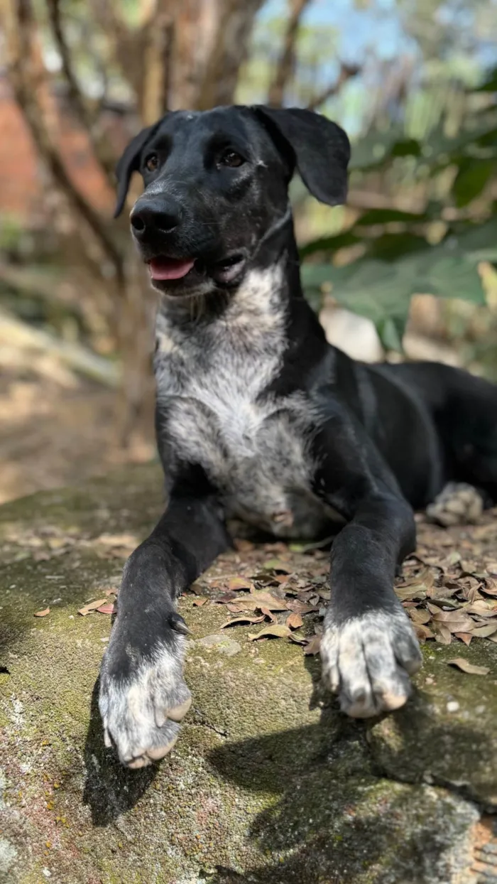 Cachorro ra a SRD-ViraLata idade 2 anos nome Oreo