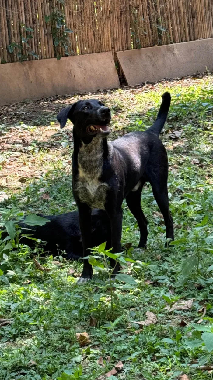 Cachorro ra a SRD-ViraLata idade 2 anos nome Oreo