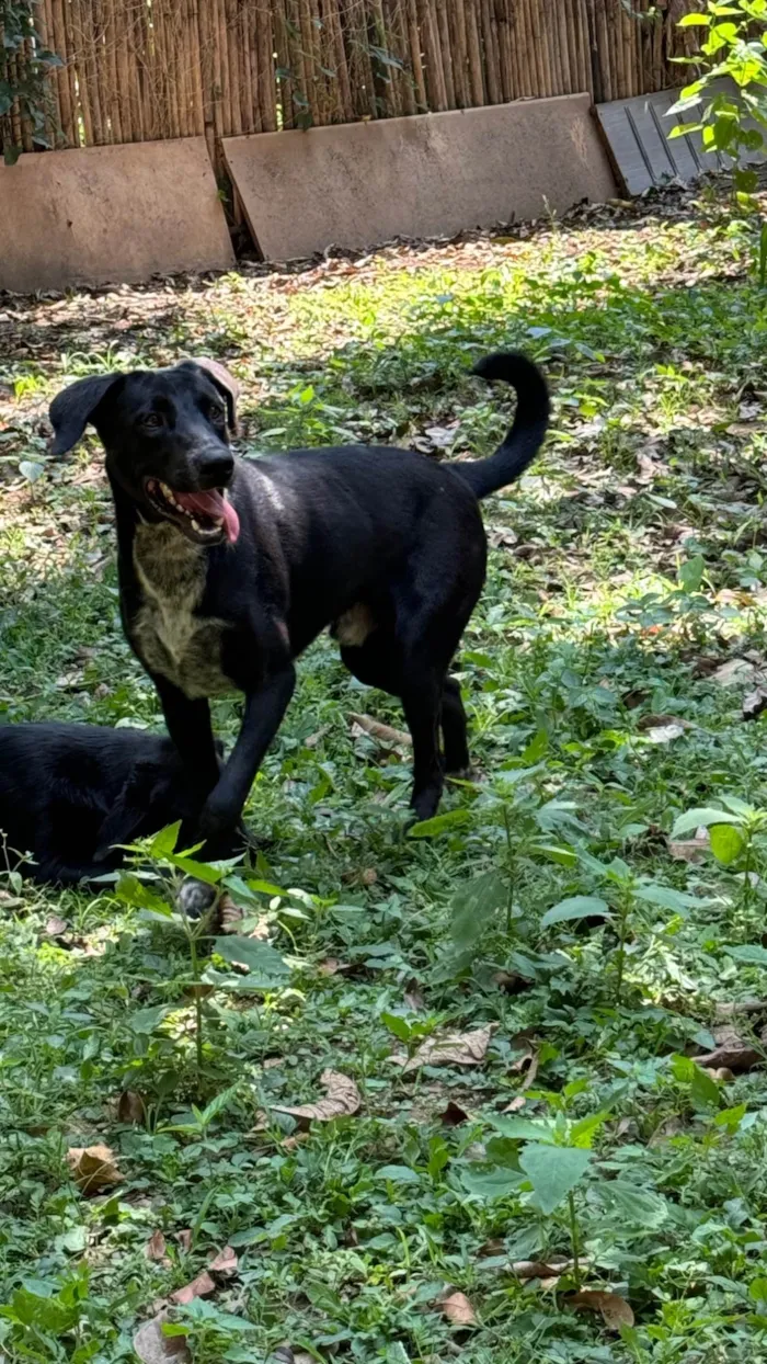 Cachorro ra a SRD-ViraLata idade 2 anos nome Oreo