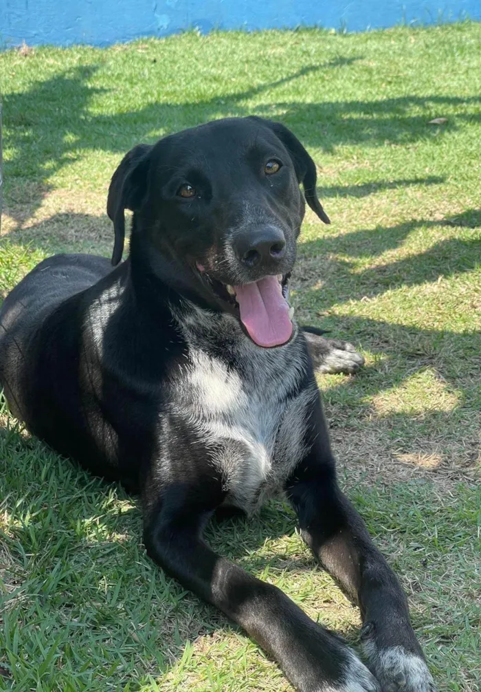 Cachorro ra a SRD-ViraLata idade 2 anos nome Oreo