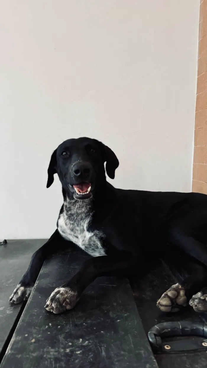 Cachorro ra a SRD-ViraLata idade 2 anos nome Oreo