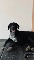 Oreo
