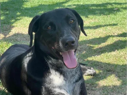 Cachorro raça SRD-ViraLata idade 2 anos nome Oreo