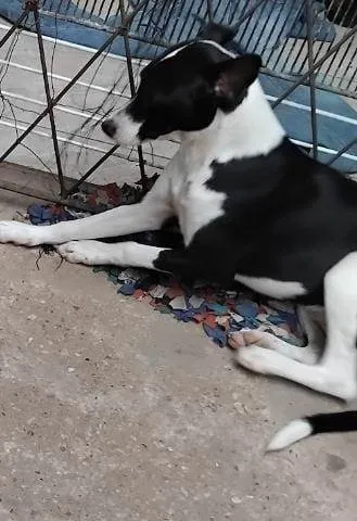 Cachorro ra a SRD-ViraLata idade 1 ano nome Lua