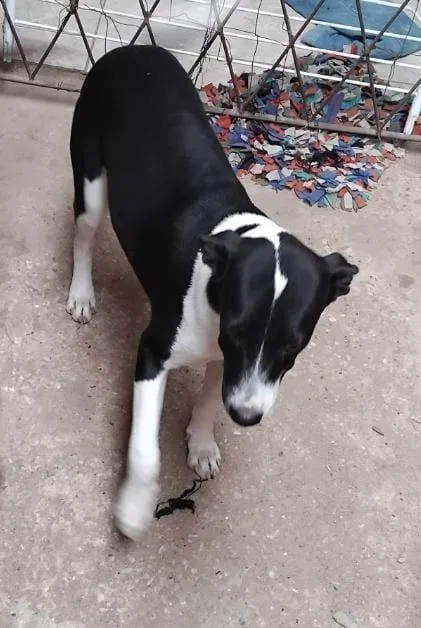 Cachorro ra a SRD-ViraLata idade 1 ano nome Lua