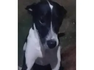 Cachorro raça SRD-ViraLata idade 1 ano nome Lua