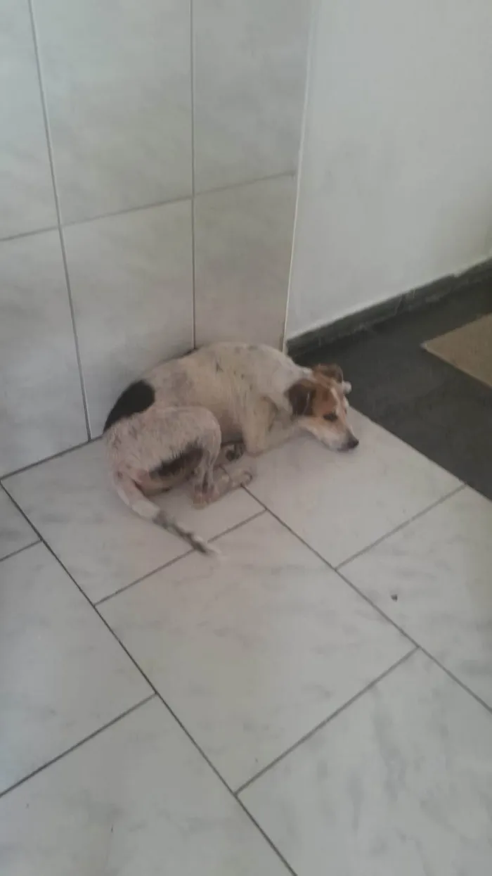 Cachorro ra a SRD-ViraLata idade 6 ou mais anos nome Thor