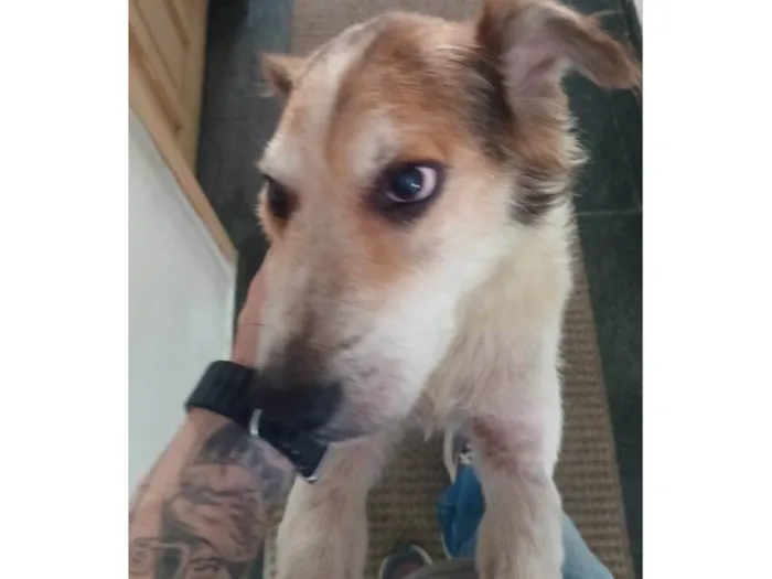 Cachorro ra a SRD-ViraLata idade 6 ou mais anos nome Thor