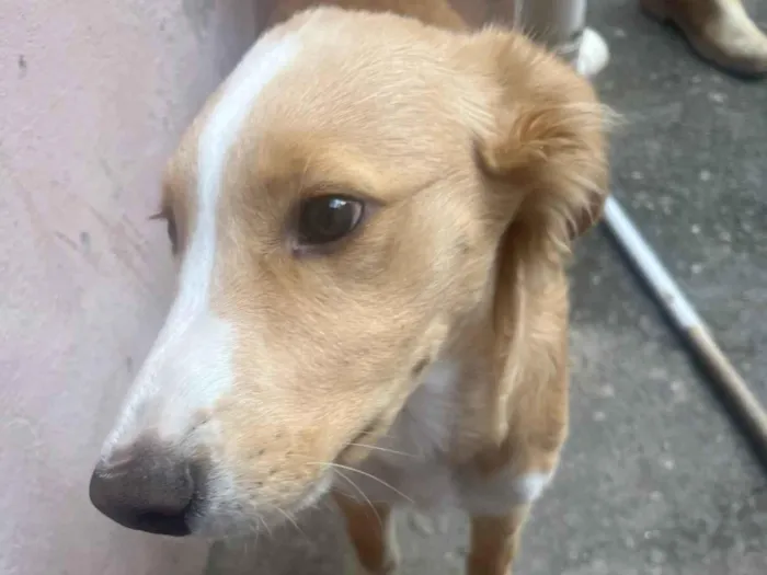 Cachorro ra a SRD-ViraLata idade 2 a 6 meses nome Spak