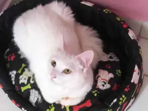 Gato raça Angorá idade 6 ou mais anos nome kira 