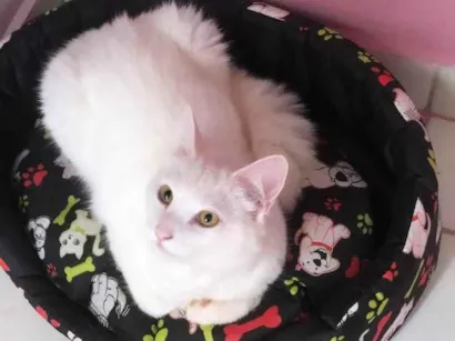Gato raça Angorá idade 6 ou mais anos nome kira 
