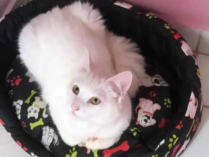 Gato ra a Angorá idade 6 ou mais anos nome kira 