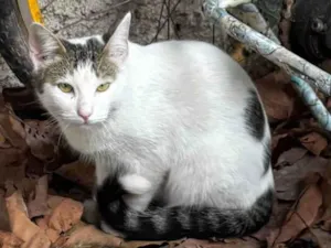 Gato raça SRD-ViraLata idade 1 ano nome Chorão