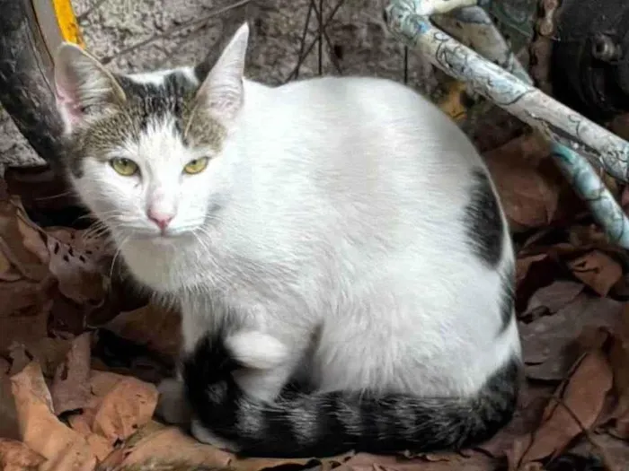 Gato ra a SRD-ViraLata idade 1 ano nome Chorão