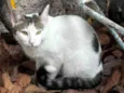Chorão