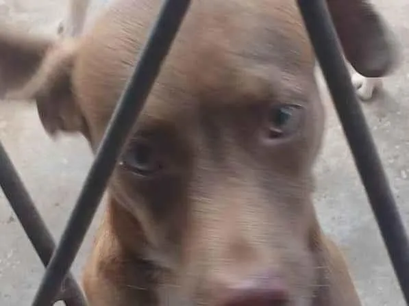 Cachorro ra a SRD-ViraLata idade 1 ano nome NALA