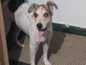 Cachorro raça SRD-ViraLata idade 6 ou mais anos nome Thor