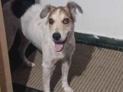Cachorro raça SRD-ViraLata idade 6 ou mais anos nome Thor