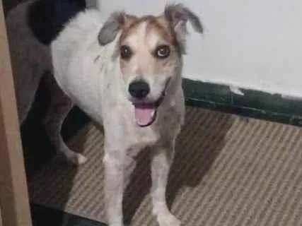 Cachorro ra a SRD-ViraLata idade 6 ou mais anos nome Thor
