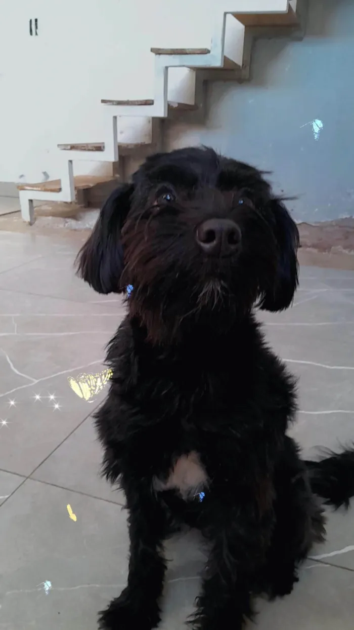 Cachorro ra a SRD-ViraLata idade 7 a 11 meses nome Lua