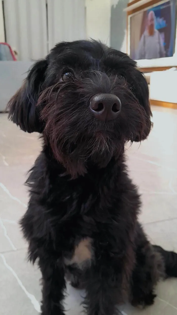 Cachorro ra a SRD-ViraLata idade 7 a 11 meses nome Lua