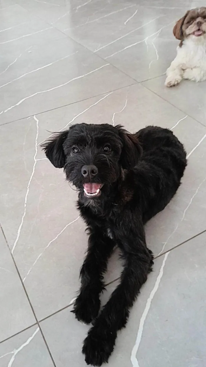 Cachorro ra a SRD-ViraLata idade 7 a 11 meses nome Lua