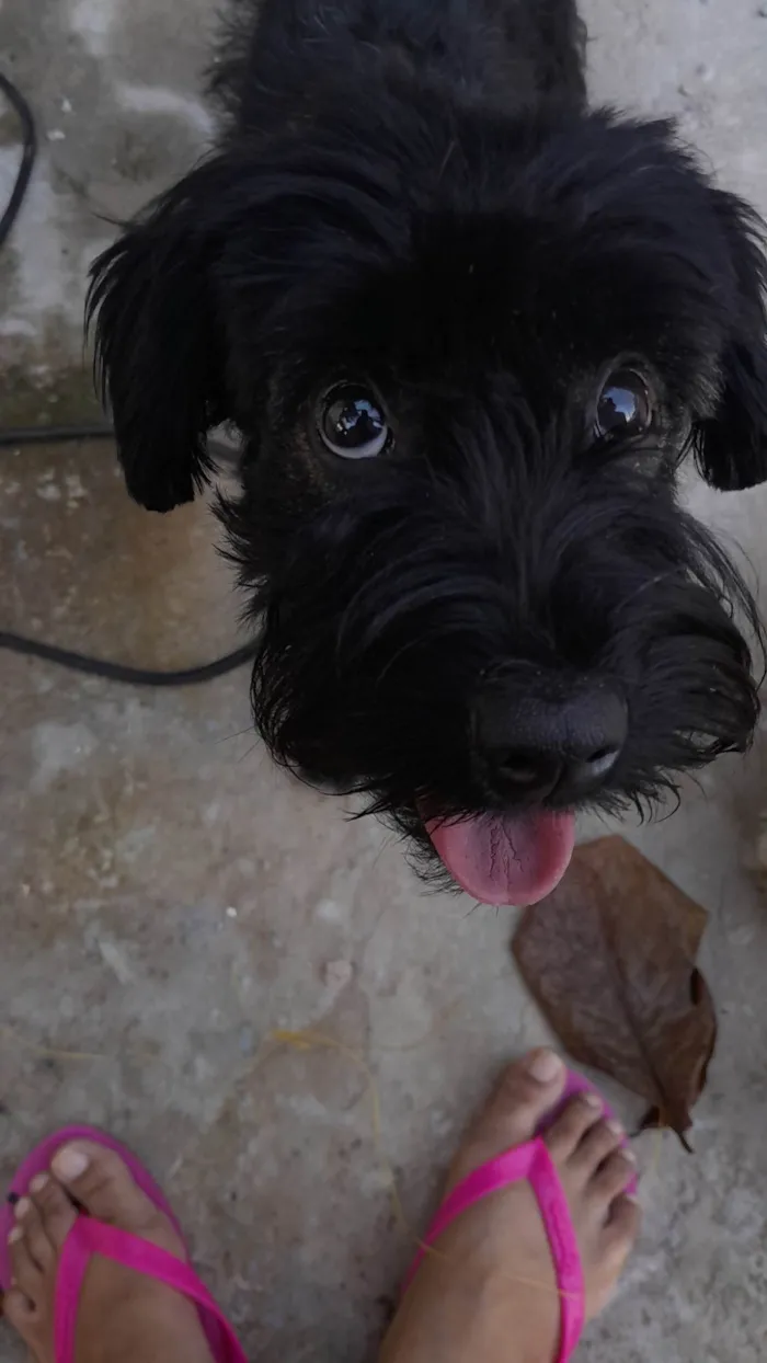 Cachorro ra a SRD-ViraLata idade 7 a 11 meses nome Lua
