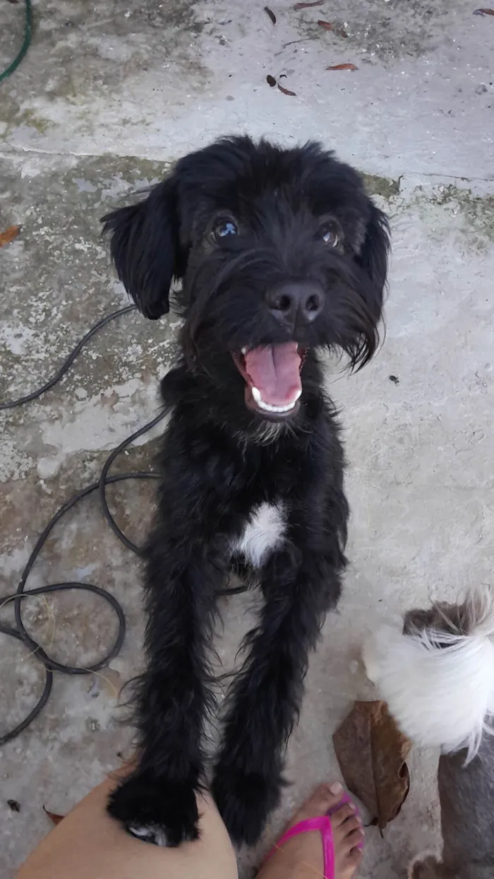 Cachorro ra a SRD-ViraLata idade 7 a 11 meses nome Lua
