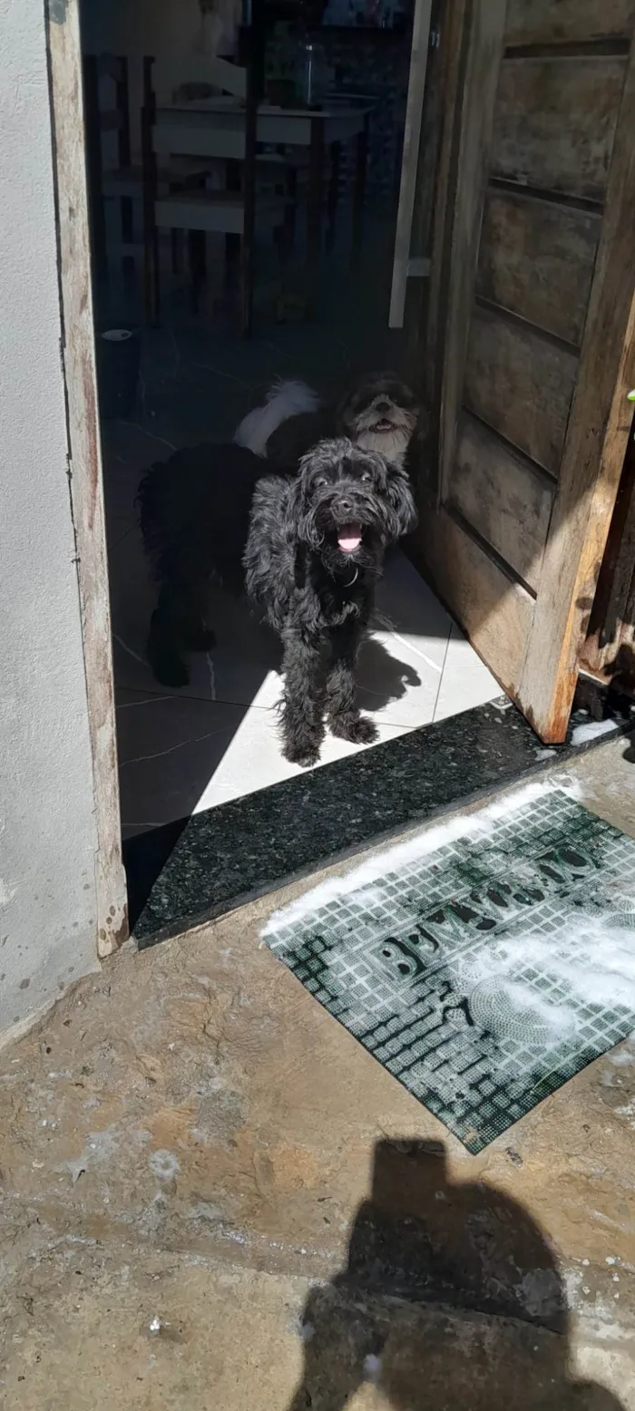 Cachorro ra a SRD-ViraLata idade 7 a 11 meses nome Lua