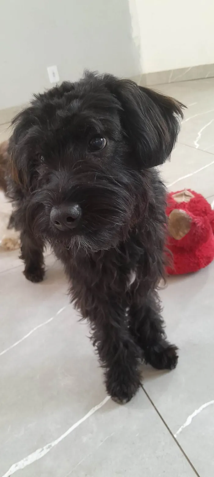 Cachorro ra a SRD-ViraLata idade 7 a 11 meses nome Lua