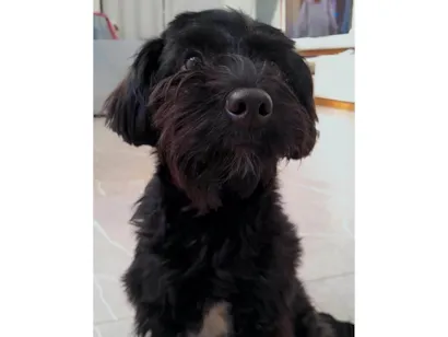 Cachorro raça SRD-ViraLata idade 7 a 11 meses nome Lua