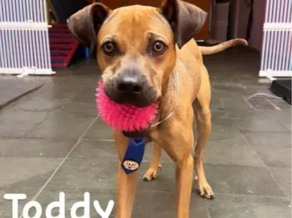 Cachorro raça SRD-ViraLata idade 2 a 6 meses nome Adoção Urgente