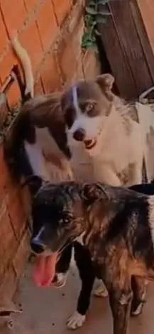 Cachorro ra a Shitzu idade 2 anos nome Thor